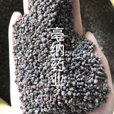 急性子中药材新货无硫冷背