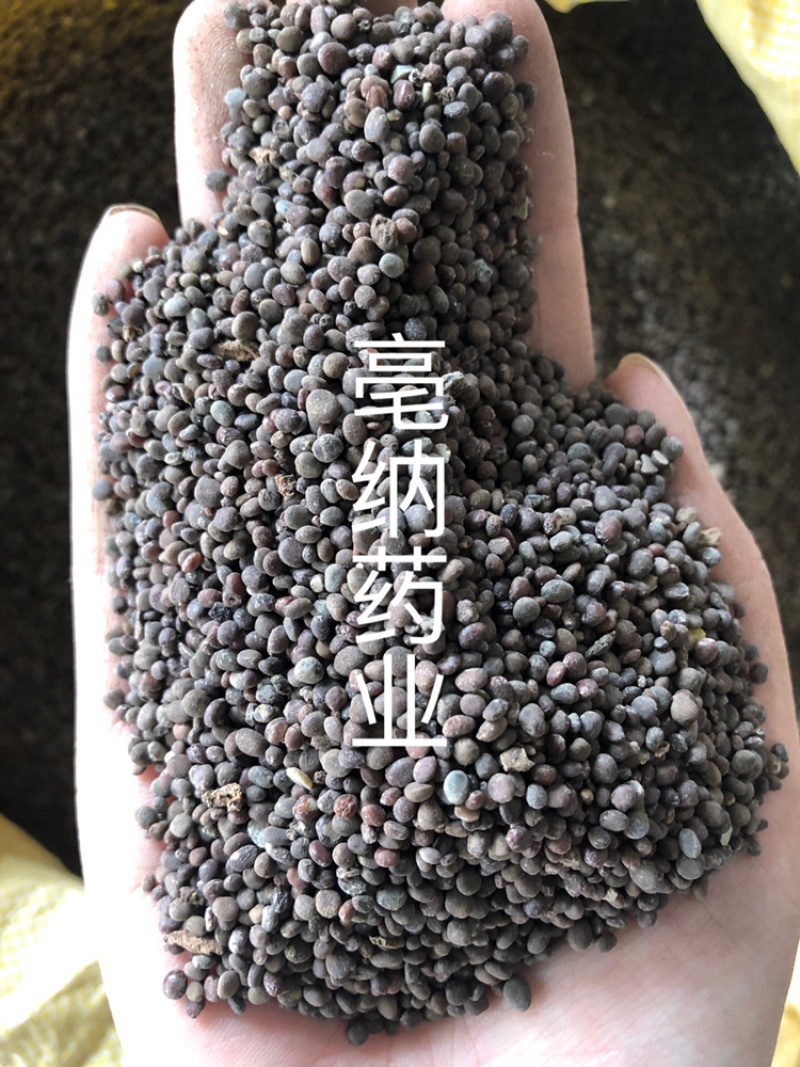 急性子中药材新货无硫冷背