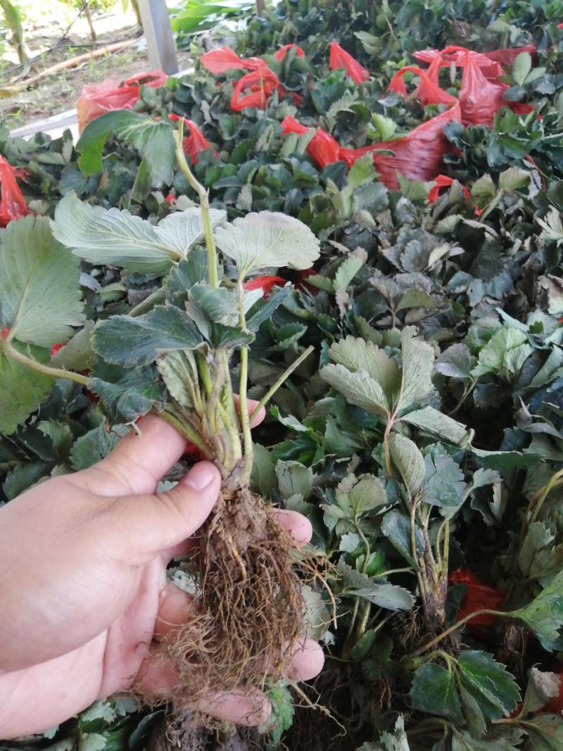【精选】红颜草莓苗，脱毒奶油草莓苗，红颜草莓苗根系发达