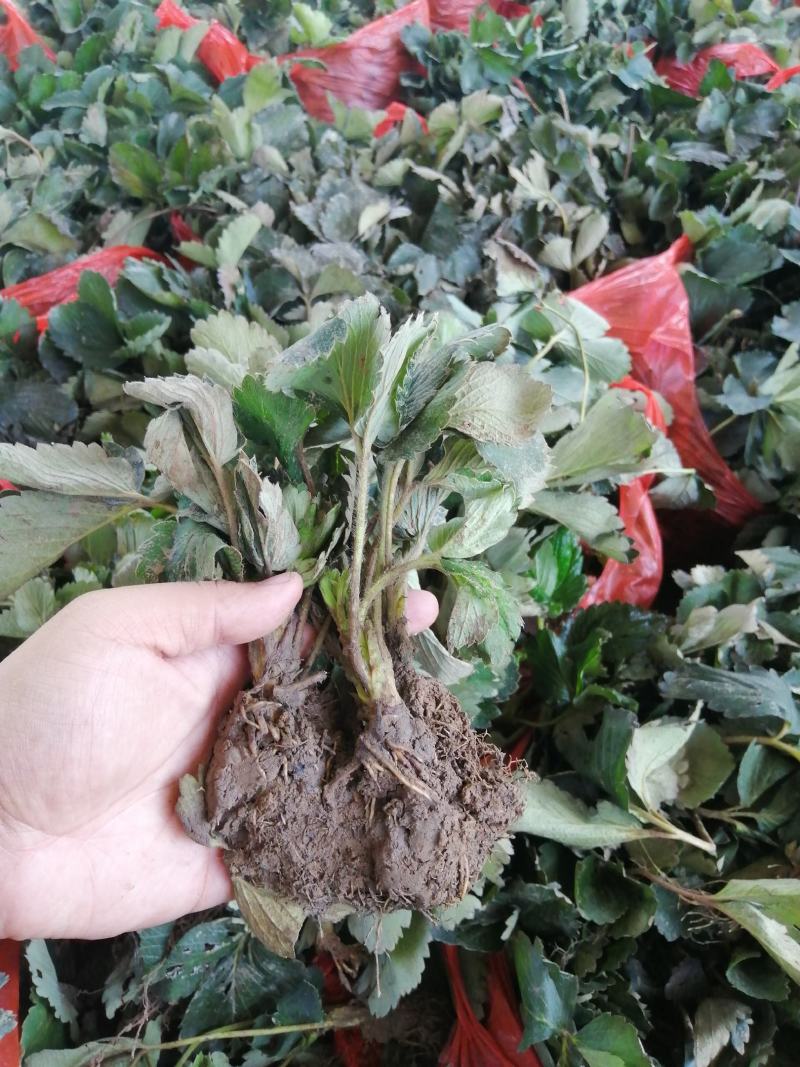 【精选】红颜草莓苗，脱毒奶油草莓苗，红颜草莓苗根系发达