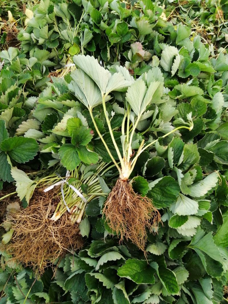 【精选】红颜草莓苗，脱毒奶油草莓苗，红颜草莓苗根系发达