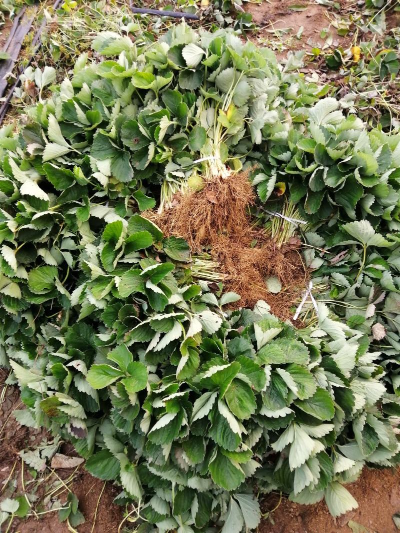 【精选】红颜草莓苗，脱毒奶油草莓苗，红颜草莓苗根系发达