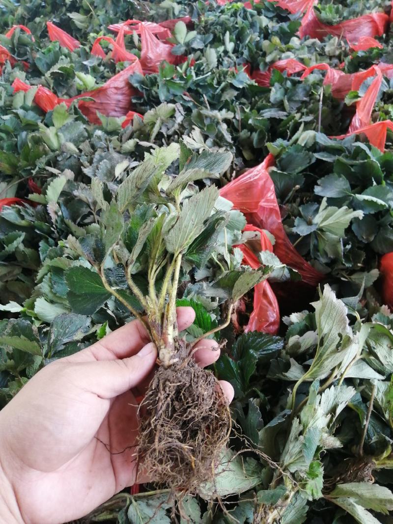 【精选】红颜草莓苗，脱毒奶油草莓苗，红颜草莓苗根系发达