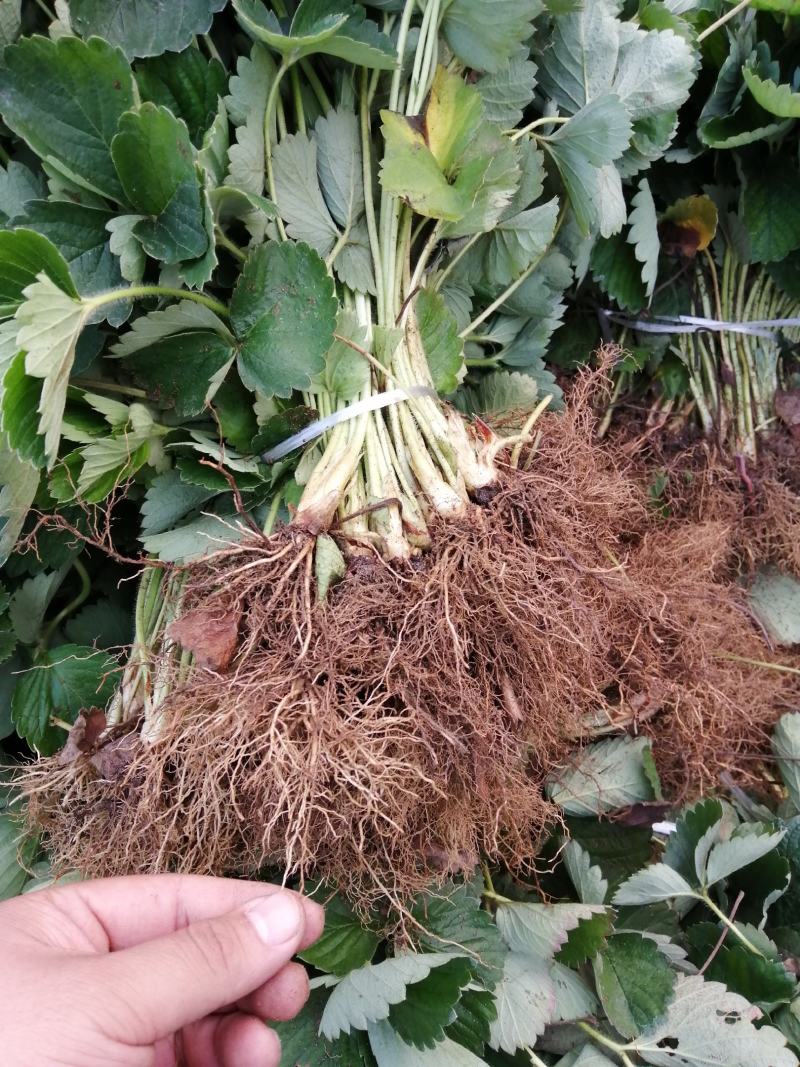 【精选】红颜草莓苗，脱毒奶油草莓苗，红颜草莓苗根系发达