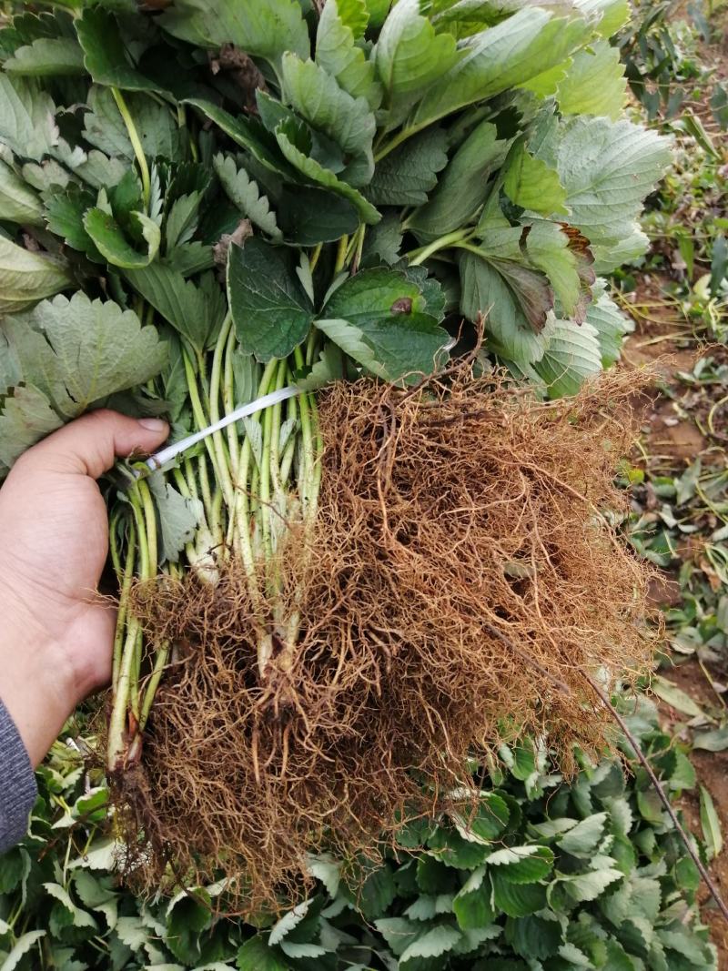 【精选】红颜草莓苗，脱毒奶油草莓苗，红颜草莓苗根系发达