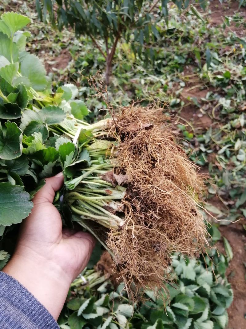 【精选】红颜草莓苗，脱毒奶油草莓苗，红颜草莓苗根系发达