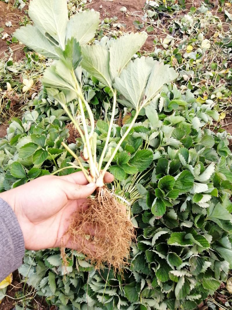 【精选】红颜草莓苗，脱毒奶油草莓苗，红颜草莓苗根系发达