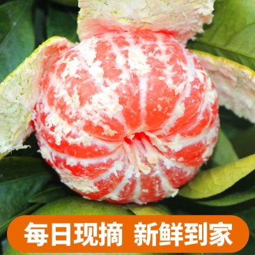 大蜜桔外贸出口俄罗斯哈萨克斯坦中亚国家，资质齐全