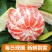 大蜜桔外贸出口俄罗斯哈萨克斯坦中亚国家，资质齐全