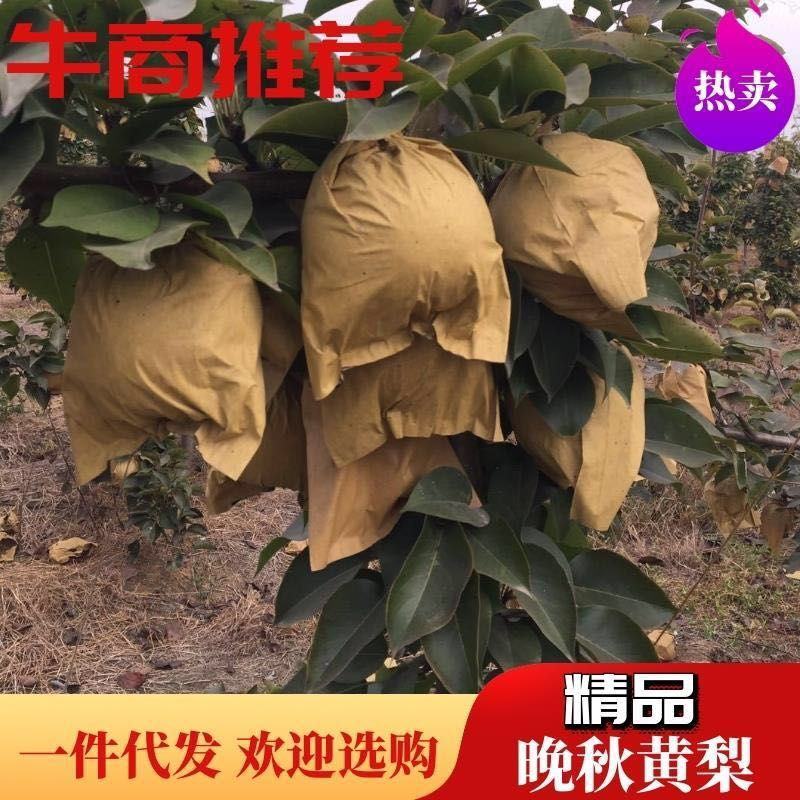 新品种上市，晚秋黄梨，对接全国各地老板产地直发货。