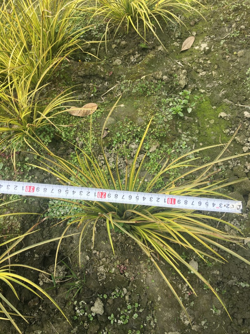 金叶石菖蒲，16杯金叶石菖蒲，小杯金叶石菖蒲