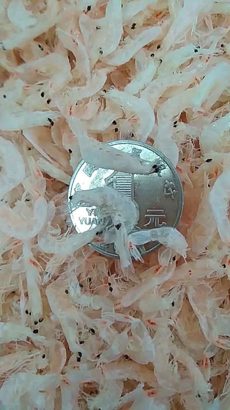 虾皮厂家直销品种两千多种老少皆宜价格便宜