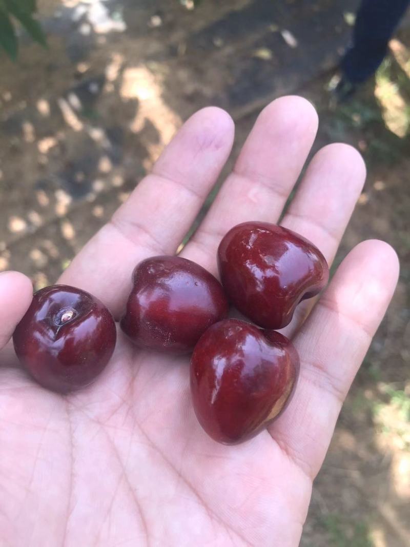 【推荐】黑珍珠樱桃苗瑞德樱桃苗矮化樱桃树苗结果早