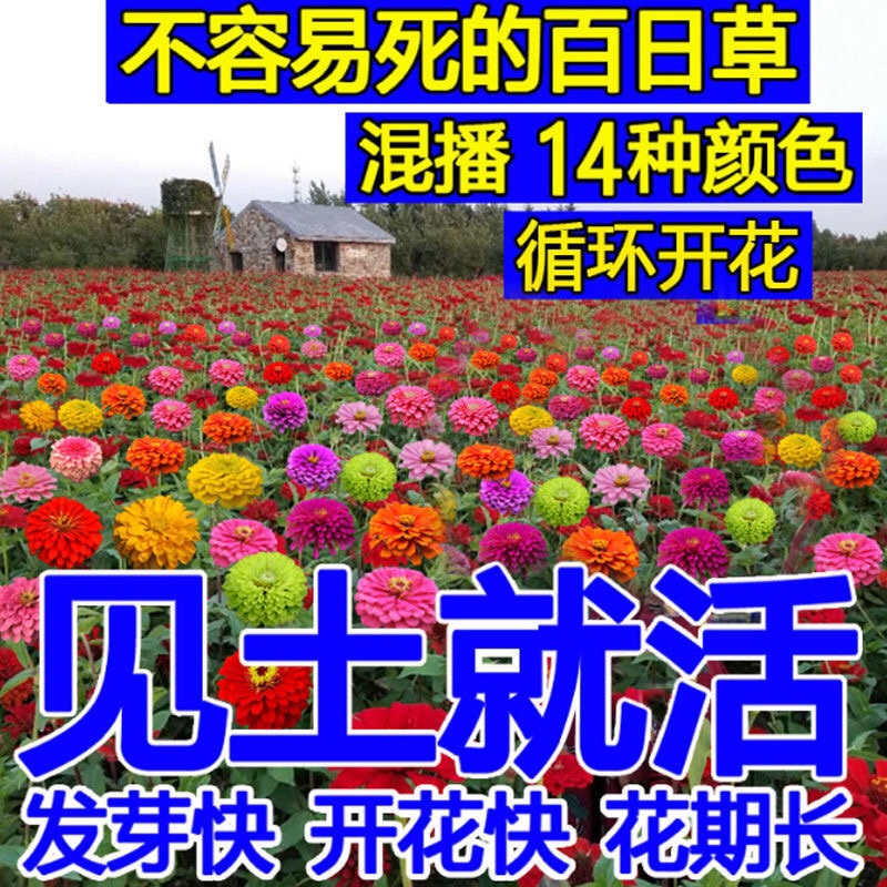 多年生野花组合种子四季种易活庭院开花不断