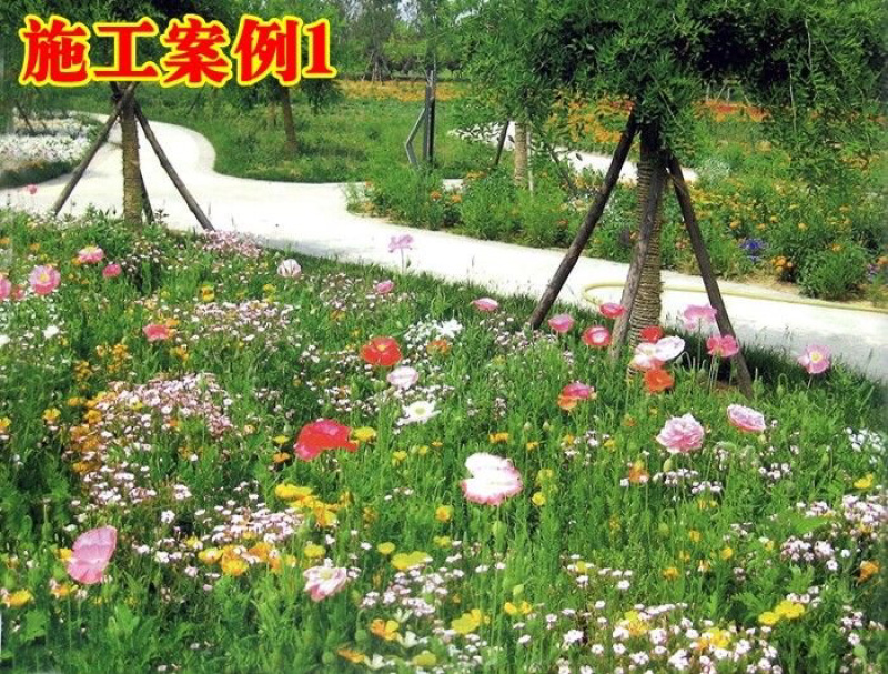 多年生野花组合种子四季种易活庭院开花不断