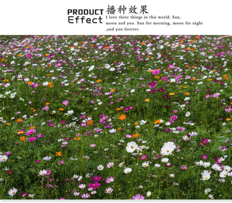 多年生野花组合种子四季种易活庭院开花不断