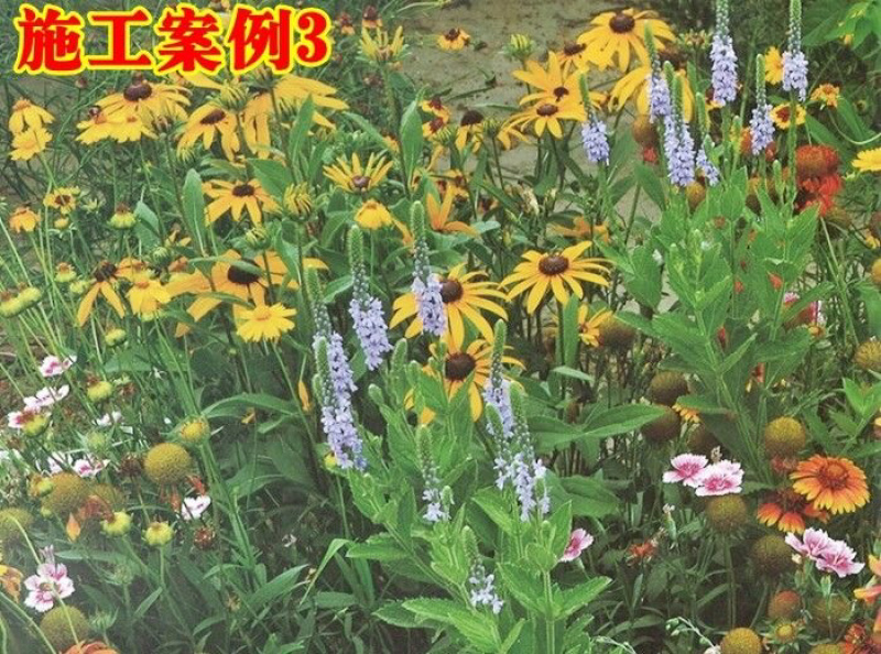 多年生野花组合种子四季种易活庭院开花不断