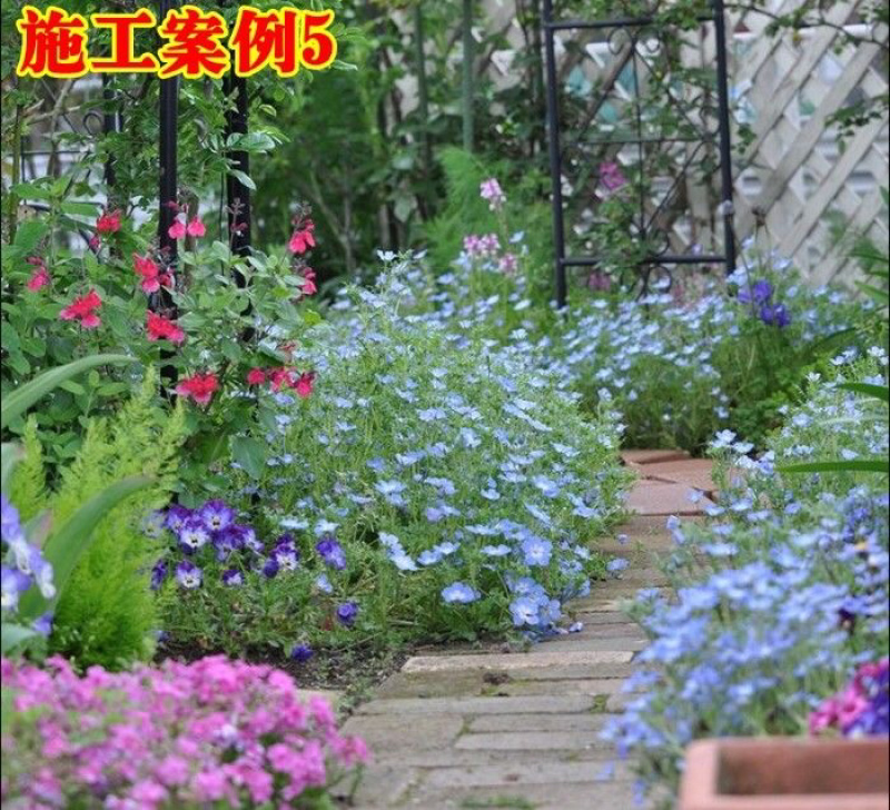 多年生野花组合种子四季种易活庭院开花不断