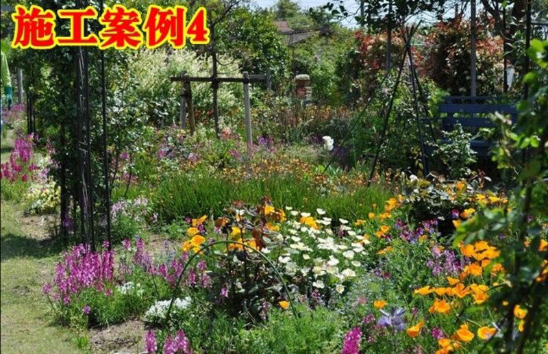多年生野花组合种子四季种易活庭院开花不断
