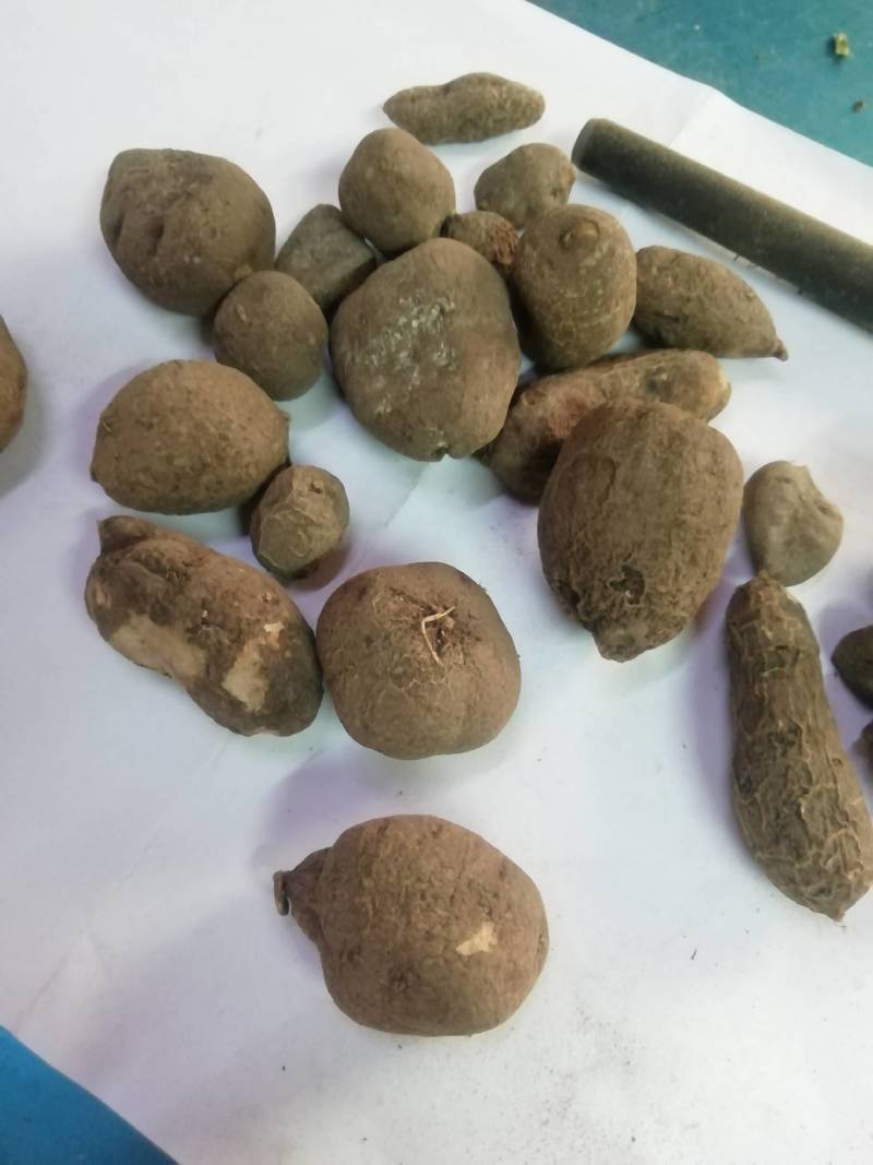 野生三叶青新鲜晒干中药材金线吊葫芦丝线吊金钟
