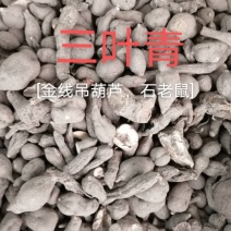 野生三叶青新鲜晒干中药材金线吊葫芦丝线吊金钟