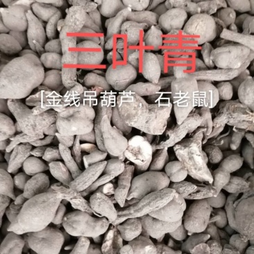 野生三叶青新鲜晒干中药材金线吊葫芦丝线吊金钟