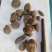野生三叶青新鲜晒干中药材金线吊葫芦丝线吊金钟