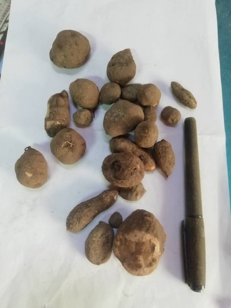野生三叶青新鲜晒干中药材金线吊葫芦丝线吊金钟