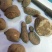 野生三叶青新鲜晒干中药材金线吊葫芦丝线吊金钟