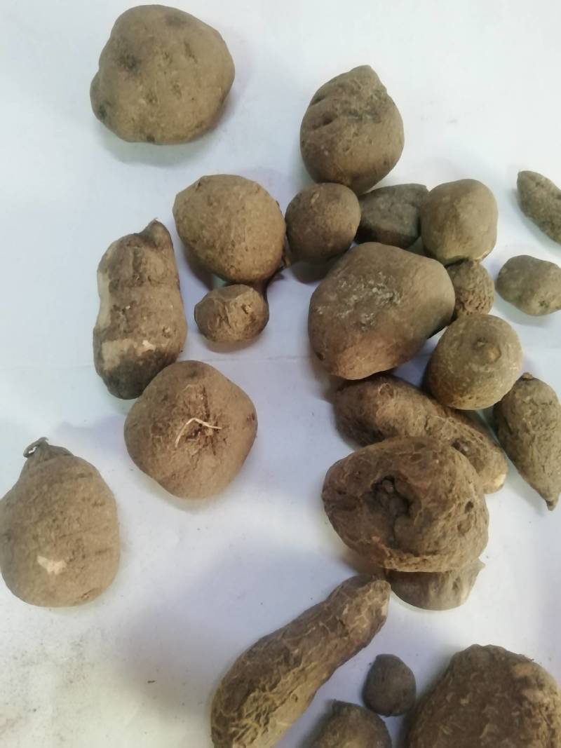 野生三叶青新鲜晒干中药材金线吊葫芦丝线吊金钟