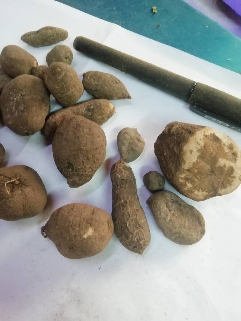 野生三叶青新鲜晒干中药材金线吊葫芦丝线吊金钟
