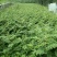 甘肃陇南武都大红袍嫁接枝条花椒树苗两年三年苗原产地自种苗