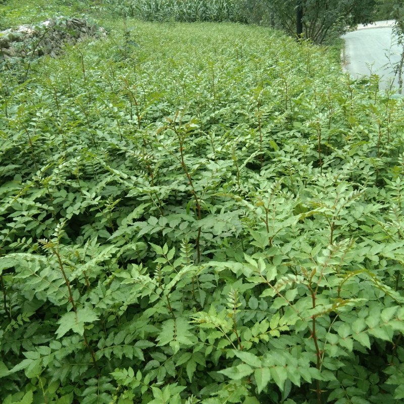 甘肃陇南武都大红袍嫁接枝条花椒树苗两年三年苗原产地自种苗