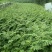 甘肃陇南武都大红袍嫁接枝条花椒树苗两年三年苗原产地自种苗