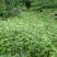甘肃陇南武都大红袍嫁接枝条花椒树苗两年三年苗原产地自种苗
