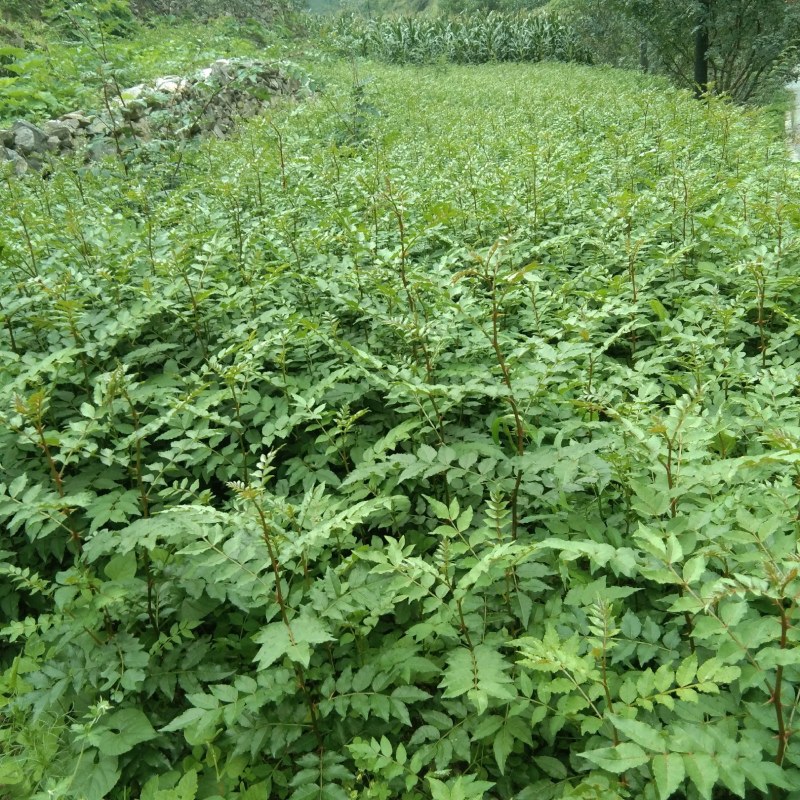 甘肃陇南武都大红袍嫁接枝条花椒树苗两年三年苗原产地自种苗
