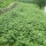 甘肃陇南武都大红袍嫁接枝条花椒树苗两年三年苗原产地自种苗