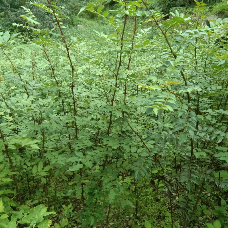甘肃陇南武都大红袍嫁接枝条花椒树苗两年三年苗原产地自种苗