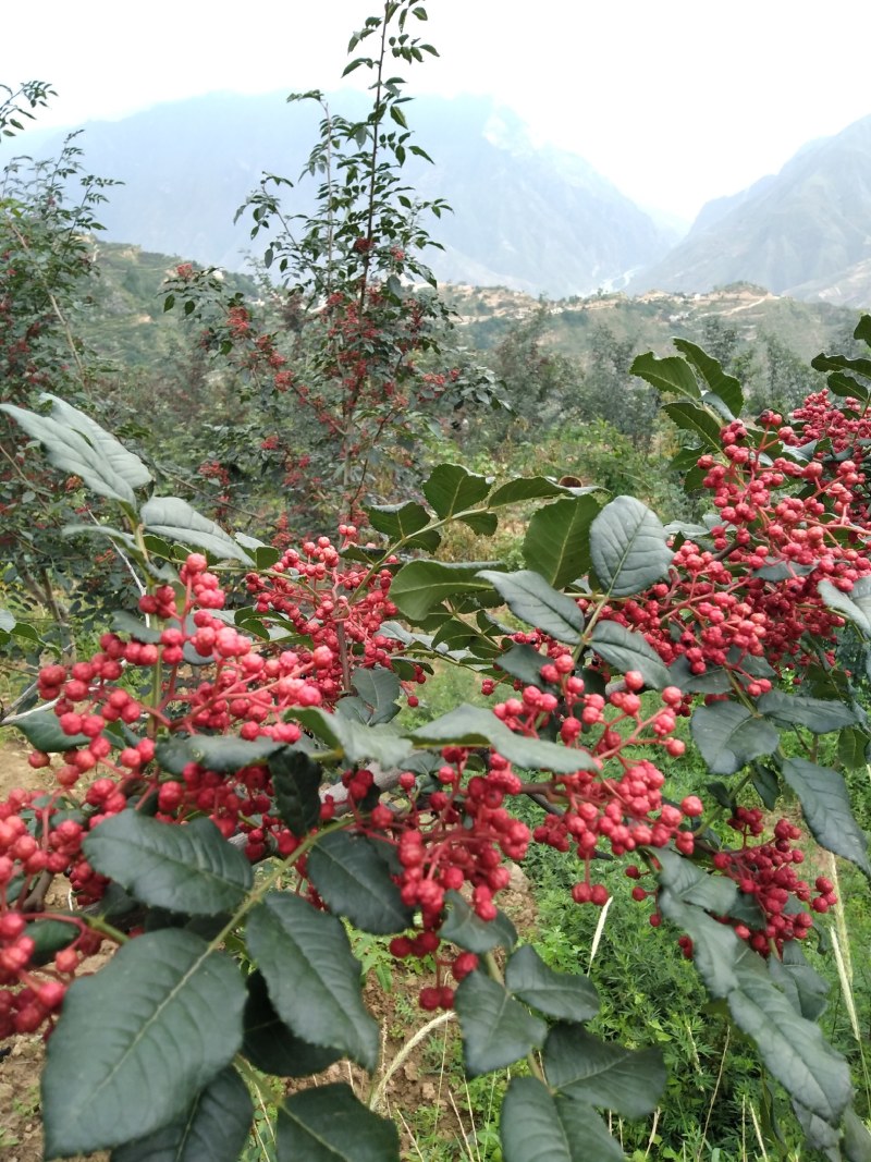 大红袍花椒树苗无刺花椒甘肃武都花椒树苗原产地自种花椒树苗