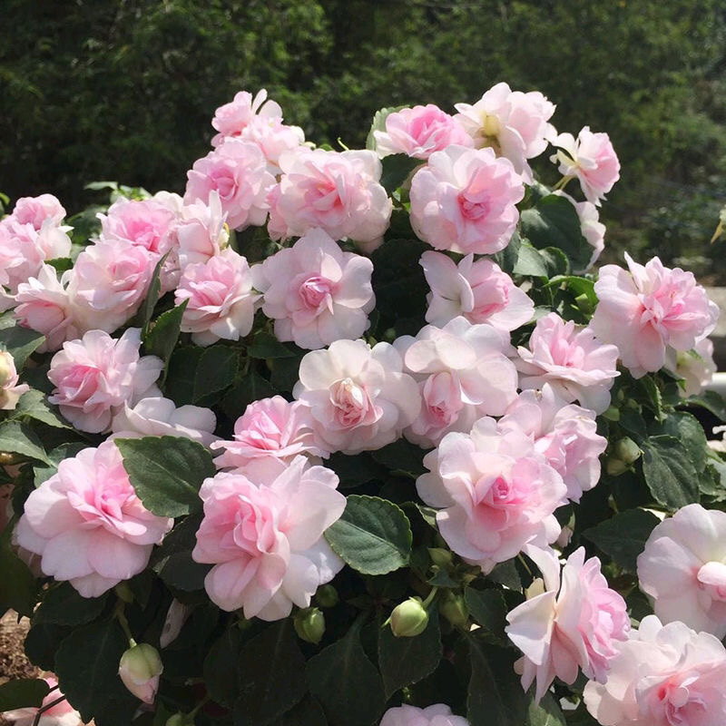 凤仙花种子籽四季庭院盆栽地栽凤仙透骨草指甲花急性子桃红金