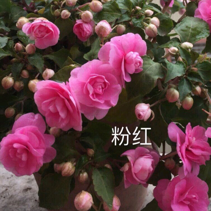 凤仙花种子籽四季庭院盆栽地栽凤仙透骨草指甲花急性子桃红金
