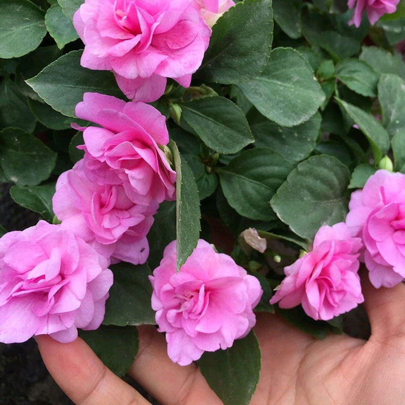 凤仙花种子籽四季庭院盆栽地栽凤仙透骨草指甲花急性子桃红金