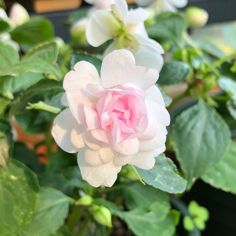 凤仙花种子籽四季庭院盆栽地栽凤仙透骨草指甲花急性子桃红金