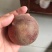 【精选】黑桃树苗黑桃树苗果实硬度高黑妹黑桃苗品种纯正