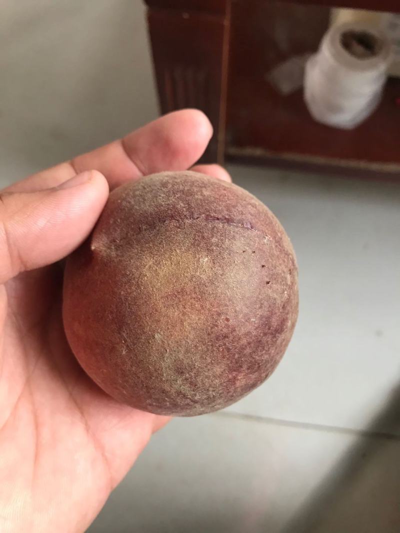【精选】黑桃树苗黑桃树苗果实硬度高黑妹黑桃苗品种纯正