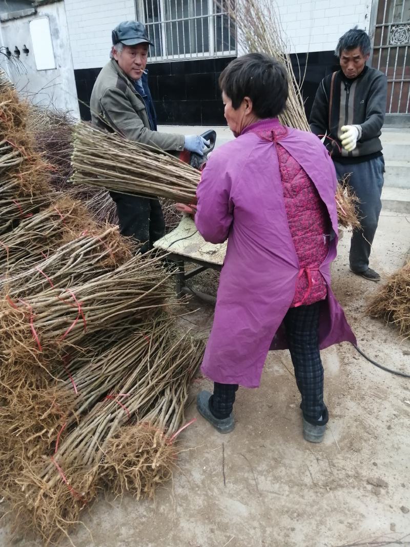 【精选】黑桃树苗黑桃树苗果实硬度高黑妹黑桃苗品种纯正