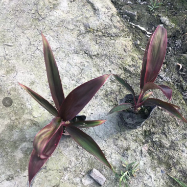 朱蕉，红叶朱蕉，12—16杯红叶朱蕉大量销售