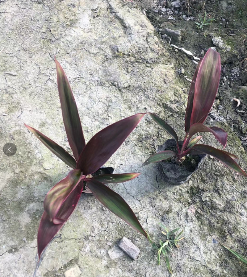朱蕉，红叶朱蕉，12—16杯红叶朱蕉大量销售