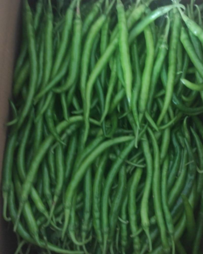 线椒黑线黄线红线长线
