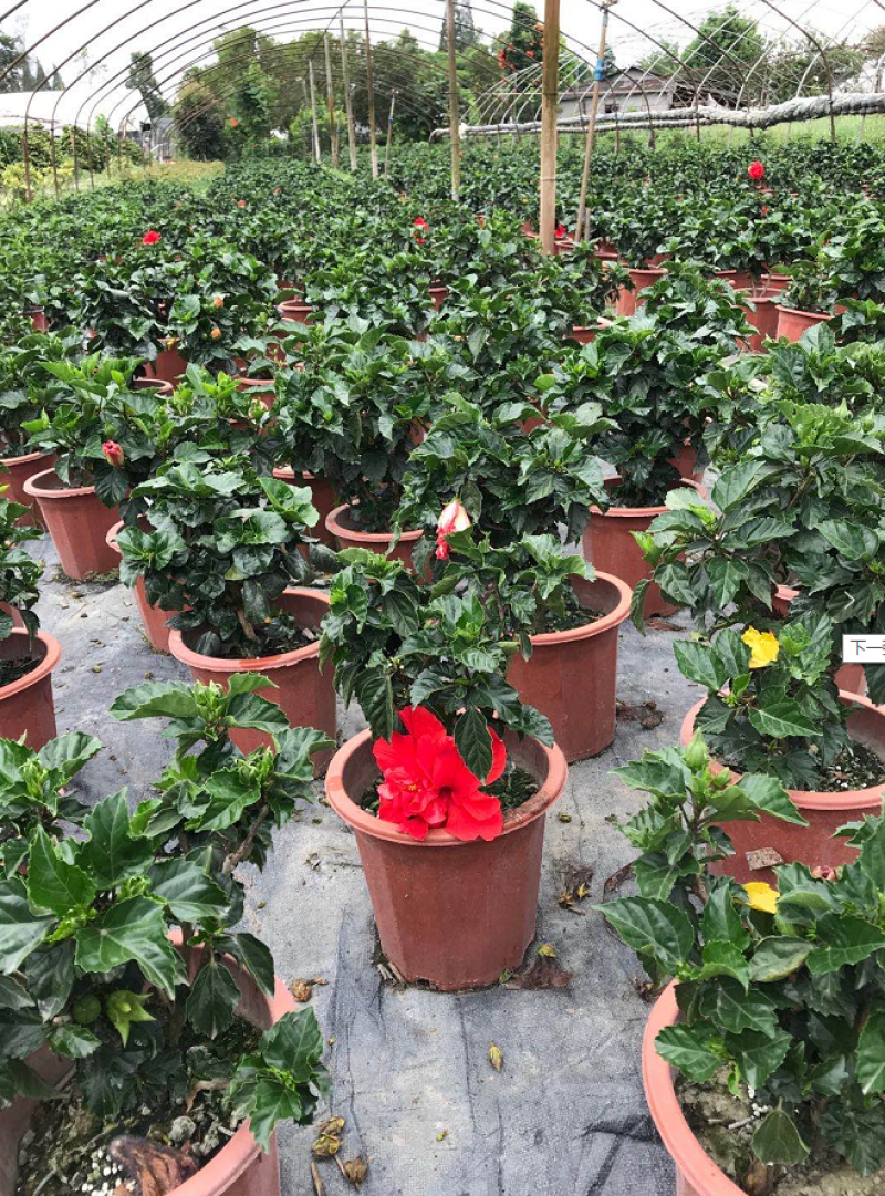 桑叶牡丹，26杯桑叶牡丹，四川桑叶牡丹基地直销